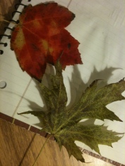 Red and Silver Maple Leaves