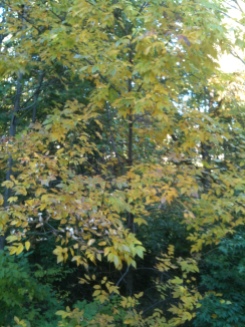 Yellow Hickory