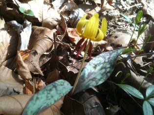 Trout Lily Yellow