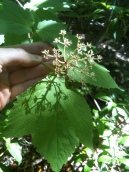 Maple Leaf Vibernum