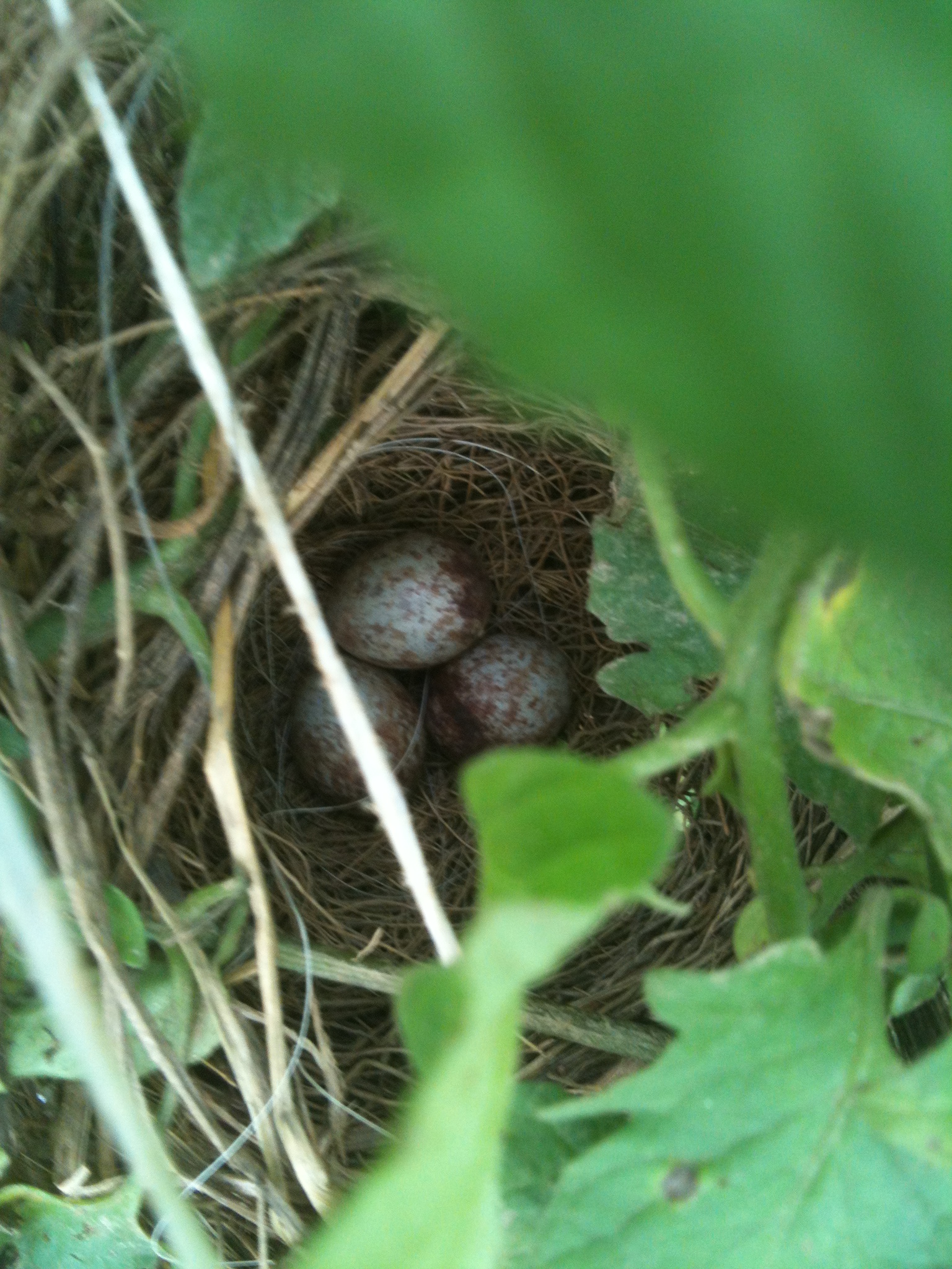 Song Sparrow Nest Everycreepingthing