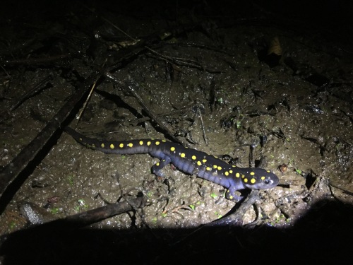 Spotted Salamander.JPG