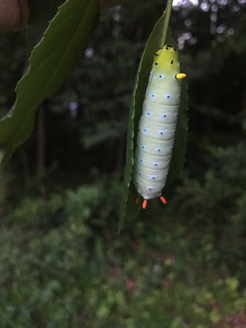 Promethia Caterpillar