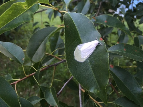 White Moth Laying Eggs